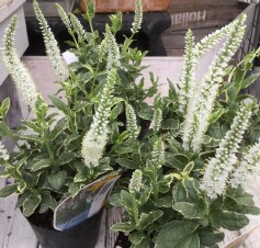 ベロニカ ‘シャーロッテ’