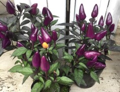 観賞用トウガラシ