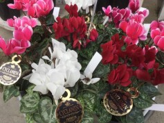 ガーデンシクラメン