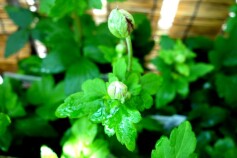 八重咲きシュウメイギク