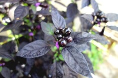 トウガラシ‘ブラックパール’