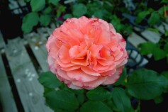 バラ　‘せん’