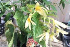 球根ベゴニア　‘サマーウィング’