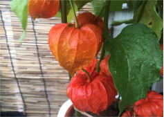 イベント＆セール情報9月の写真