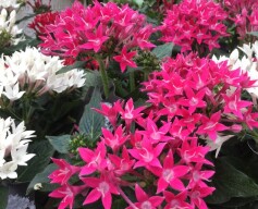 ペンタス ‘スタークラスター’