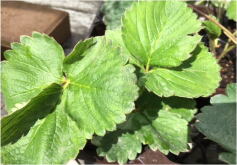 イチゴ苗‘けんたろう’販売スタート！