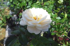 バラ　‘サマーメモリーズ’