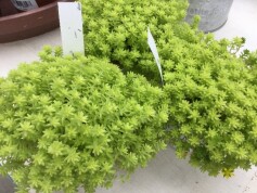 セダム属　ゴールデンカーペット