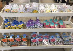 球根入荷のお知らせ