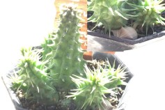 フェルニア属 ピランシー