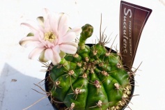 ギムノカリキウム属 翠晃冠