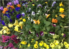 パンジー！ビオラ！入荷しましたー！