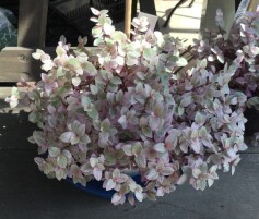 カリシア ‘ロザート’