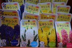 ヒヤシンスの球根