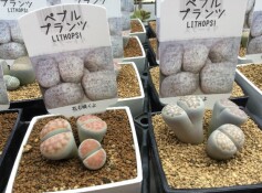 多肉植物　ペブル・プランツ