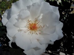 バラ　‘マーガレット　メリル’