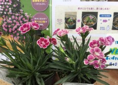 ナデシコ ‘ミーテ’