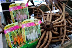 エレムルスの球根