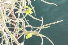 ティランジア属 ウスネオイデス