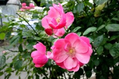 バラ　‘アンジェラ’