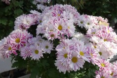 スプレーマム‘セザンヌ’