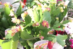 デンマークカクタス　コンペイトウ