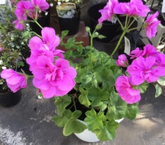 アイビーゼラニウム