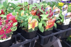 アルストロメリア