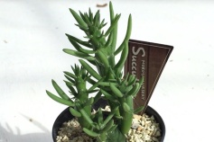 アウストロキリンドロプンチア属 ‘将軍’