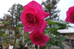 バラ　‘マヌウ　メイアン’