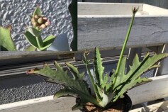 カランコエ属シンセパラデセプタ