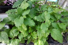 アジサイ　‘アナベル’