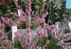 カルーナ・ブルガリス