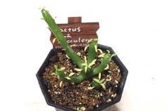 ユーフォルビア属オンコクラータ