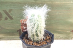 エスポストア属白毛柱