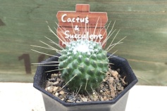 マミラリア属スピノシシマ ‘ピコ’