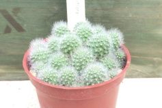 レブチア属アルビフローラ