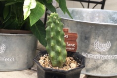 エキノケレウス属 ‘桃太郎’