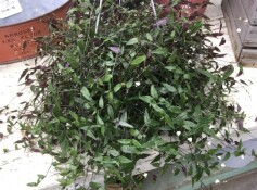 ブライダルベール