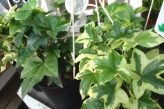 ファトスヘデラ