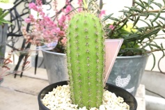 クレイストカクツス属サマイパタヌス