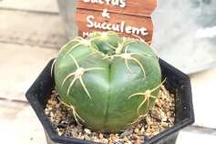 ギムノカリキウム属‘海王丸’