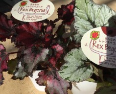 レックスベゴニア