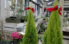 ゴールドクレスト