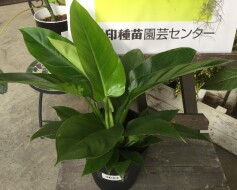 フィロデンドロン