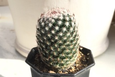 マミラリア属内裏玉（だいりぎょく）