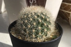 マツカナ属コマケファラ