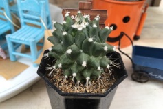 マミラリア属エルサム