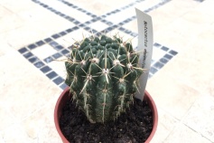 ノトカクタス属（パロディア属）鬼雲丸