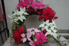 プリンセチアのリース